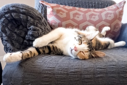 Are cats really mostly left-sleepers? And why? That's what the researchers want to find out.