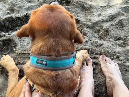 Toe to toe. Taking a well-deserved paws.