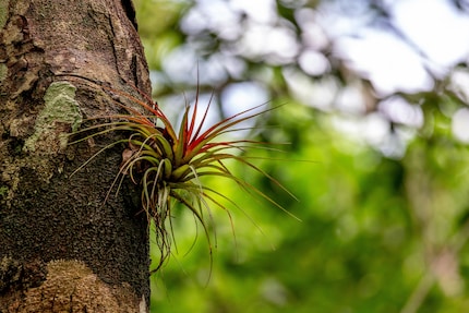 Una tillandsia su un albero: tipica pianta epifita.