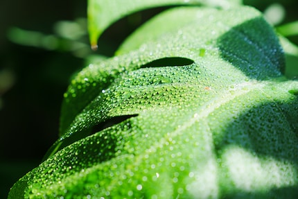 Grazie ai fori, i raggi del sole raggiungono anche le foglie inferiori della Monstera.