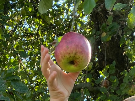 Il primo passo per preparare la purea di mele.