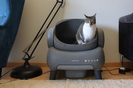 King Jasper, pictured here gracing my Neakasian throne.
