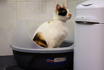 Walls aren’t enough: after finishing up, Joy started hurling litter every which way.