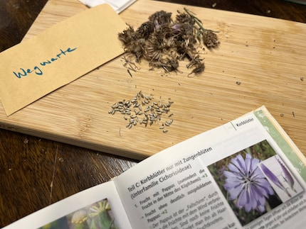Come un regalo a sorpresa pronto per essere scartato. Così come sono diversi i fiori, lo sono anche i loro semi.