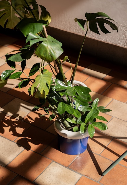 Pensa a questo: Un vaso per piante che viene già fornito con una fioriera abbinata.