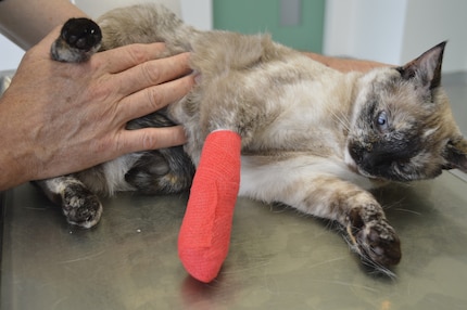 Before the vet applies a professional bandage, pet owners should clean the injury at home and apply a makeshift bandage.
