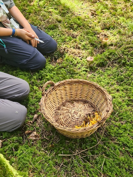 I miei figli hanno già messo nel cestino dei funghi gialli. Una cosa è certa: non si tratta di gallinacci. Saranno commestibili? Chissà...