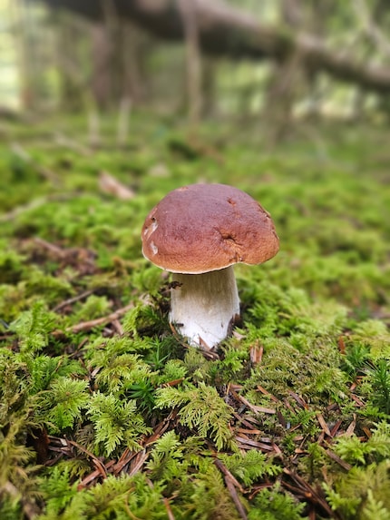 Questo magnifico esemplare di porcino cresce su un terreno muschioso. Trovarne uno così è una forte emozione per qualsiasi «fungiatt».