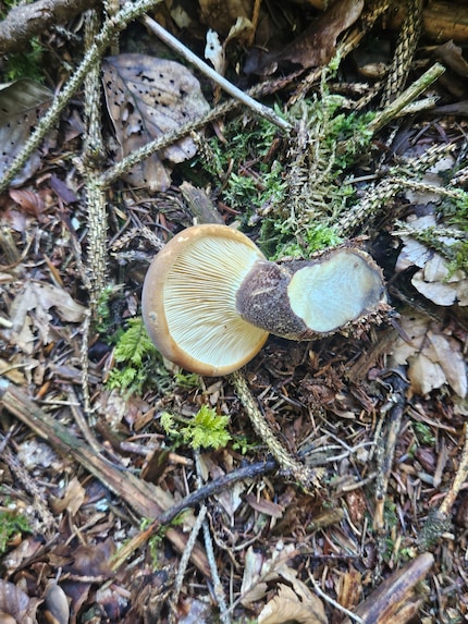 Siccome non siamo molto esperti di funghi, di solito non raccogliamo i funghi con le lamelle, ma solo i boleti.