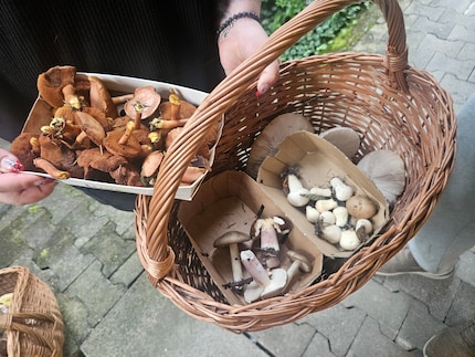 Anche un'altra signora ha trovato questi funghi: l'ispettore ci spiega che, pur avendo i tubuli sotto il cappello, non si tratta di porcini ma dei cosiddetti «feré».